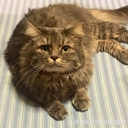 猫咪吹太多冷气竟出现惊人变化　网全吓翻：真的耶<strong></p>
<p>全币网是真的吗</strong>！我家也是(转载)