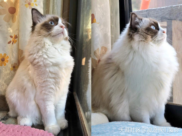 猫咪吹太多冷气竟出现惊人变化　网全吓翻：真的耶<strong></p>
<p>全币网是真的吗</strong>！我家也是(转载)