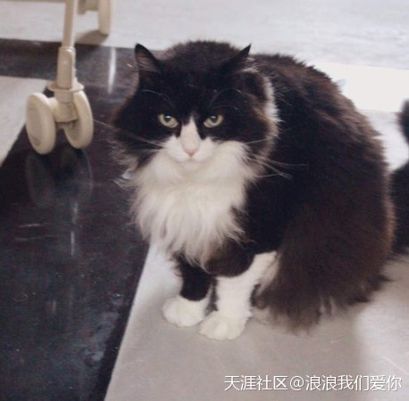 猫咪吹太多冷气竟出现惊人变化　网全吓翻：真的耶<strong></p>
<p>全币网是真的吗</strong>！我家也是(转载)