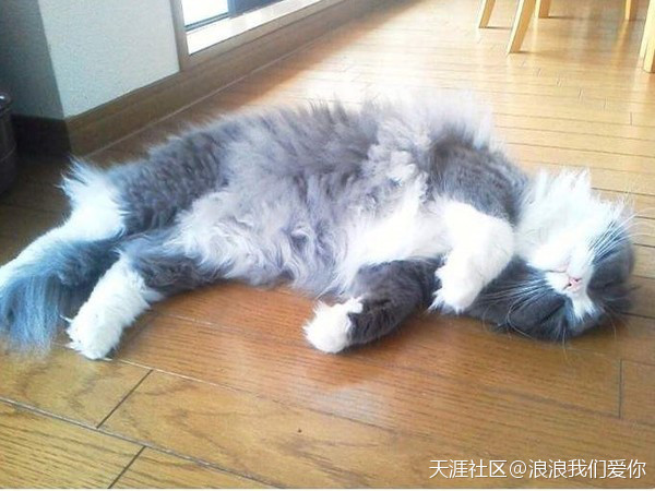 猫咪吹太多冷气竟出现惊人变化　网全吓翻：真的耶<strong></p>
<p>全币网是真的吗</strong>！我家也是(转载)