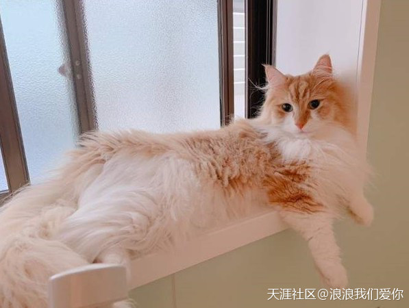 猫咪吹太多冷气竟出现惊人变化　网全吓翻：真的耶<strong></p>
<p>全币网是真的吗</strong>！我家也是(转载)