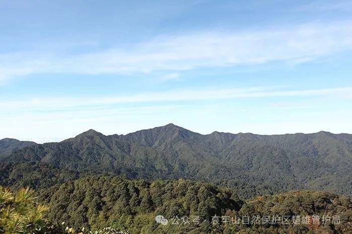 云南哀牢山新规出台：禁止任何单位和个人擅入哀牢山自然保护区<strong></p>
<p>shib</strong>，从事科研活动须报批