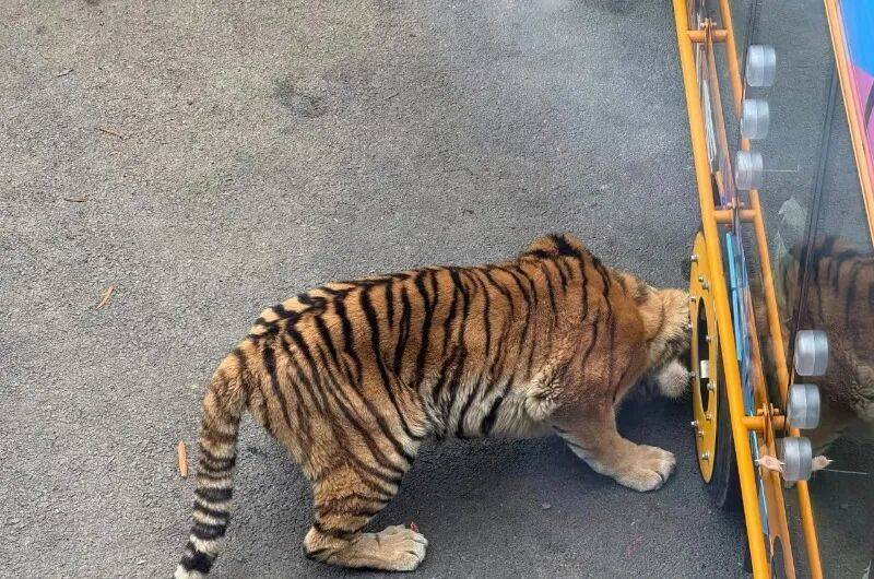 动物园观光车压碎老虎下巴<strong></p>
<p>tp钱包最新版本下载</strong>？园方：初步检查未发现重大伤情