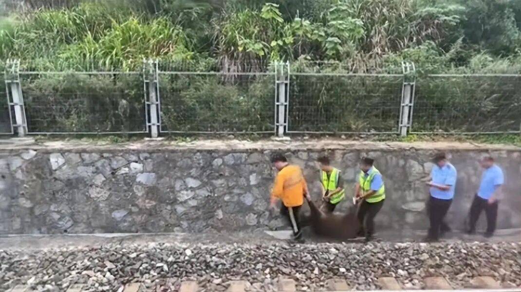 湖北一列车撞上野猪致停运<strong></p>
<p>tp钱包是正规平台吗</strong>，铁路局：野猪已无害化处理，列车正常运行；附近曾发生多起野猪伤人事件