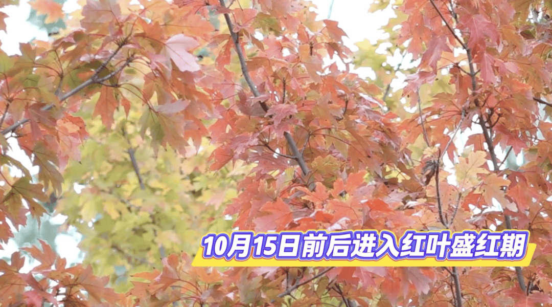 北京将迎新一轮秋雨<strong></p>
<p>tp钱包官方网站</strong>，赏红期预告来了！