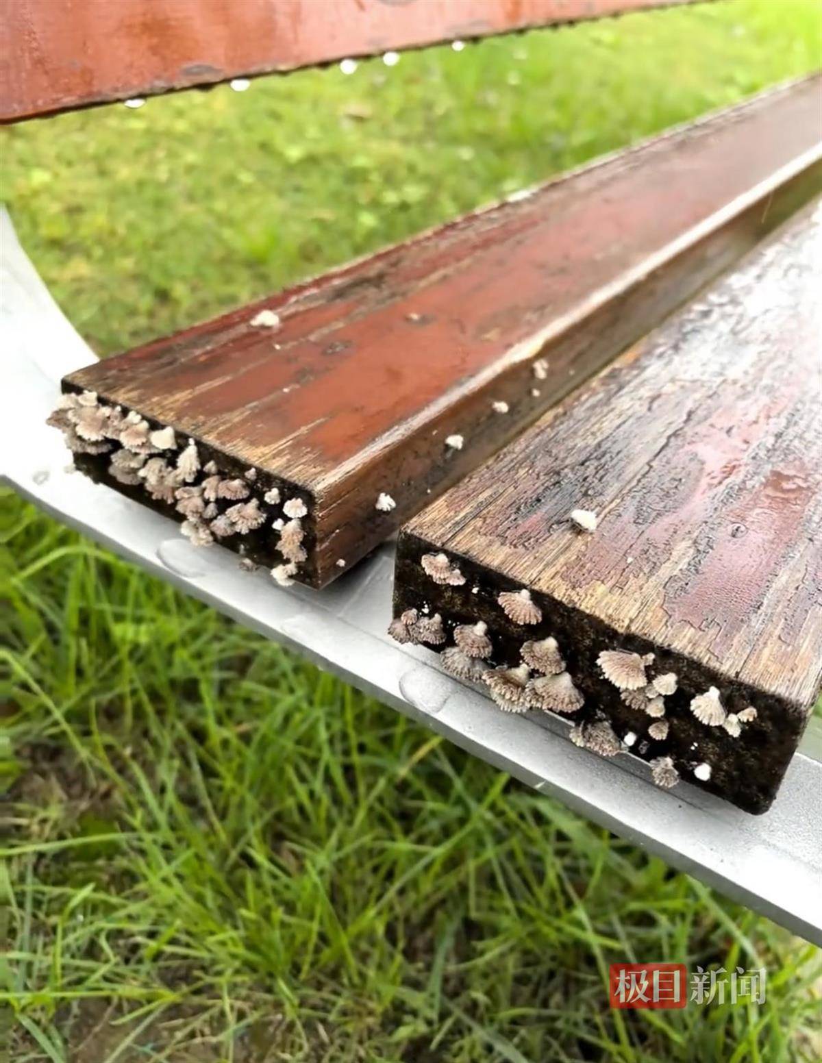 西安连续一个多月降雨遍地长蘑菇<strong></p>
<p>tp钱包官方网站</strong>，大雁塔受潮，城墙布满青苔，气象局解释成因