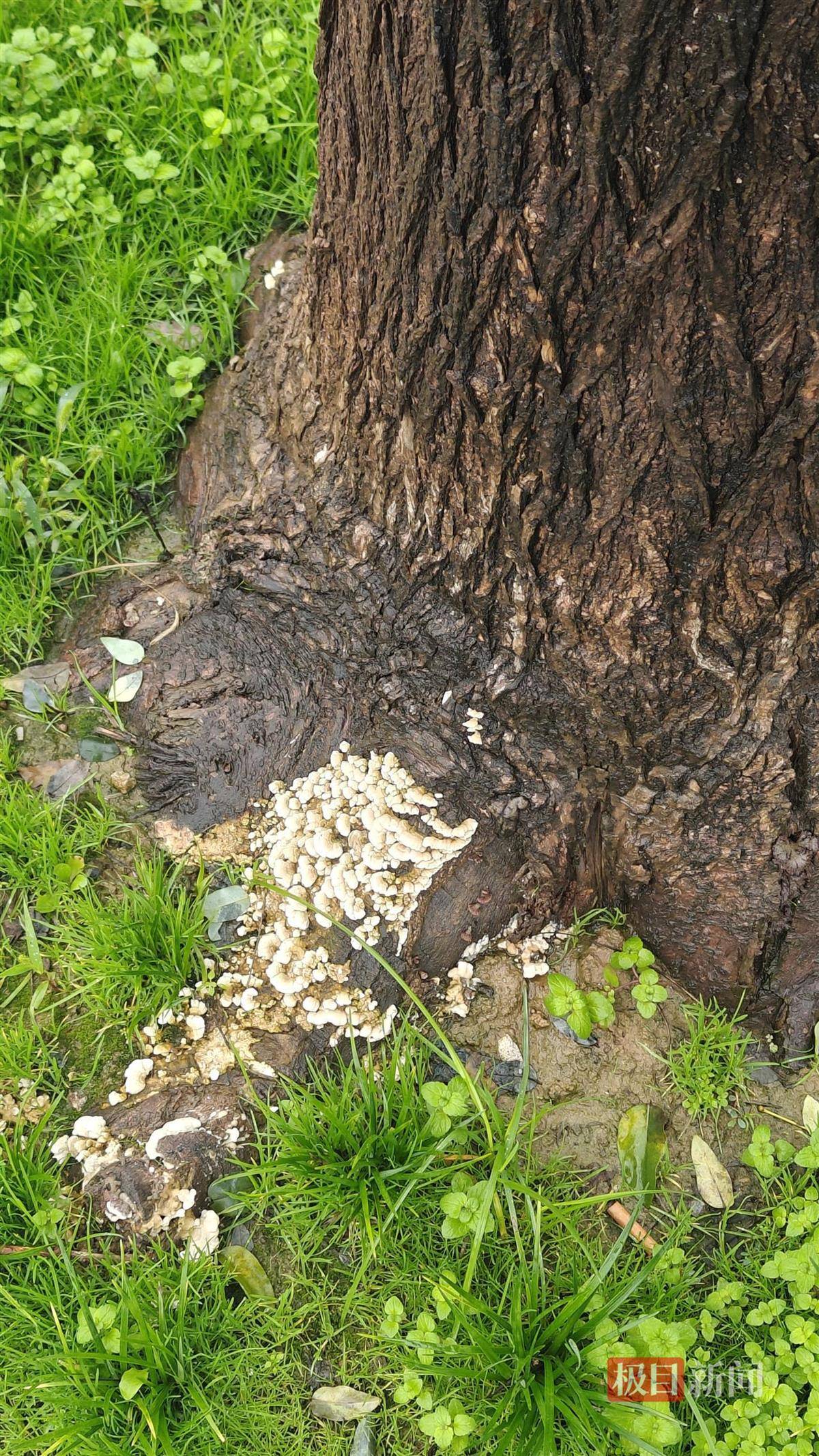 西安连续一个多月降雨遍地长蘑菇<strong></p>
<p>tp钱包官方网站</strong>，大雁塔受潮，城墙布满青苔，气象局解释成因