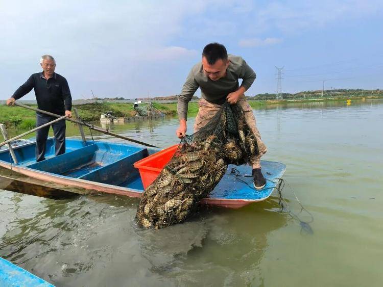 武汉江夏一地大闸蟹大量上市<strong></p>
<p>tp钱包在国内合法吗</strong>，日产1000斤当天售完，每只螃蟹有自己的“身份证”，吃深海小黄鱼长大