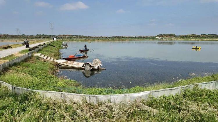 武汉江夏一地大闸蟹大量上市<strong></p>
<p>tp钱包在国内合法吗</strong>，日产1000斤当天售完，每只螃蟹有自己的“身份证”，吃深海小黄鱼长大
