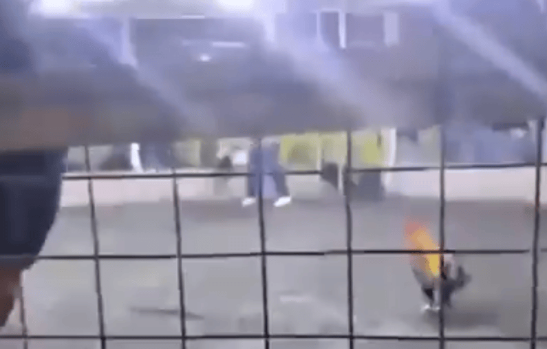 男子遭自家斗鸡攻击大出血死亡<strong></p>
<p>tp钱包app下载安装</strong>，鸡脚上绑有锋利刀片，当地赛事奖金高达21万