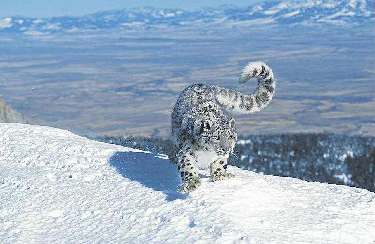 男子猎杀雪豹并剥皮加工<strong></p>
<p>trx价格</strong>,两月后又猎杀北山羊食用 涉案价值55万元,获刑5年