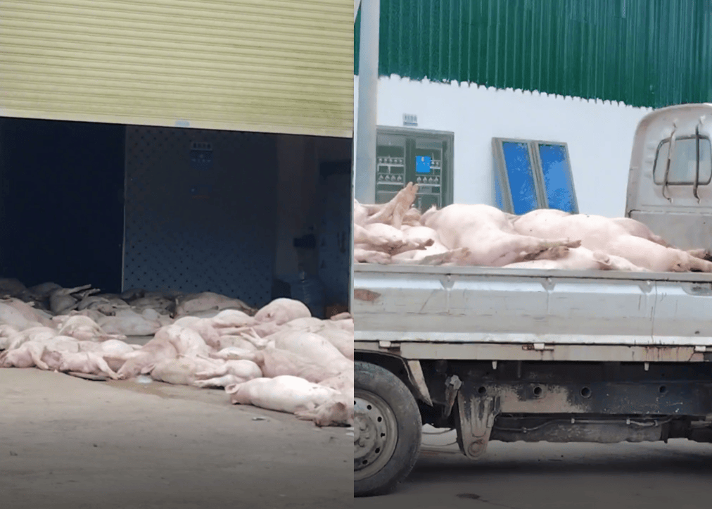 广东一食品企业出现大量死猪事件追踪:公安部门介入侦办<strong></p>
<p>trx价格</strong>,企业负责人被控制