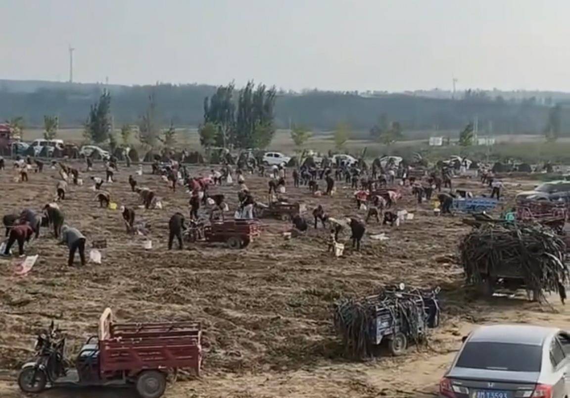 数百人冲进地里捡红薯<strong></p>
<p>usdt</strong>,田主称是秋收剩下的,网友:免费翻地,利人利己