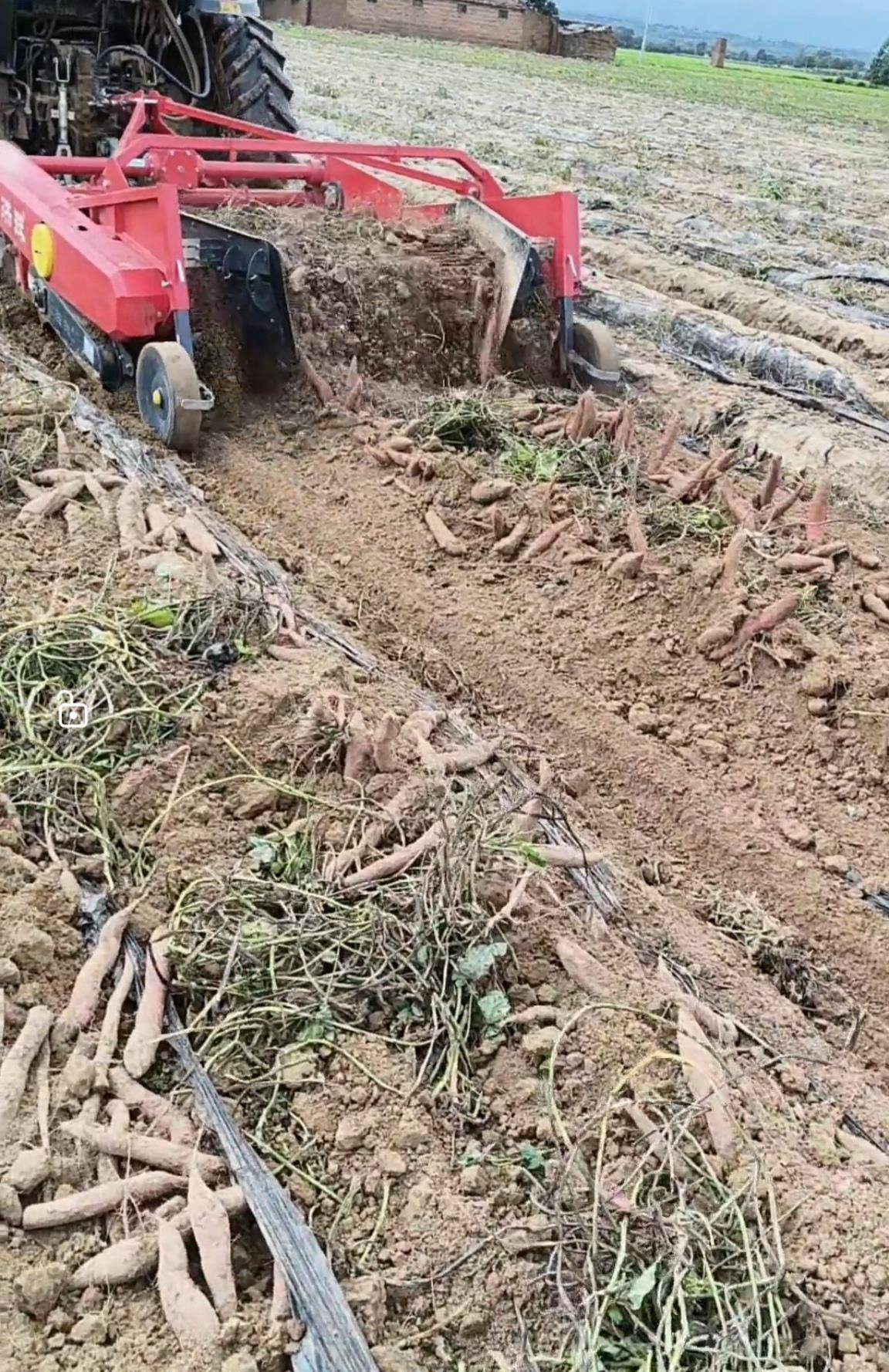 数百人冲进地里捡红薯<strong></p>
<p>usdt</strong>,田主称是秋收剩下的,网友:免费翻地,利人利己