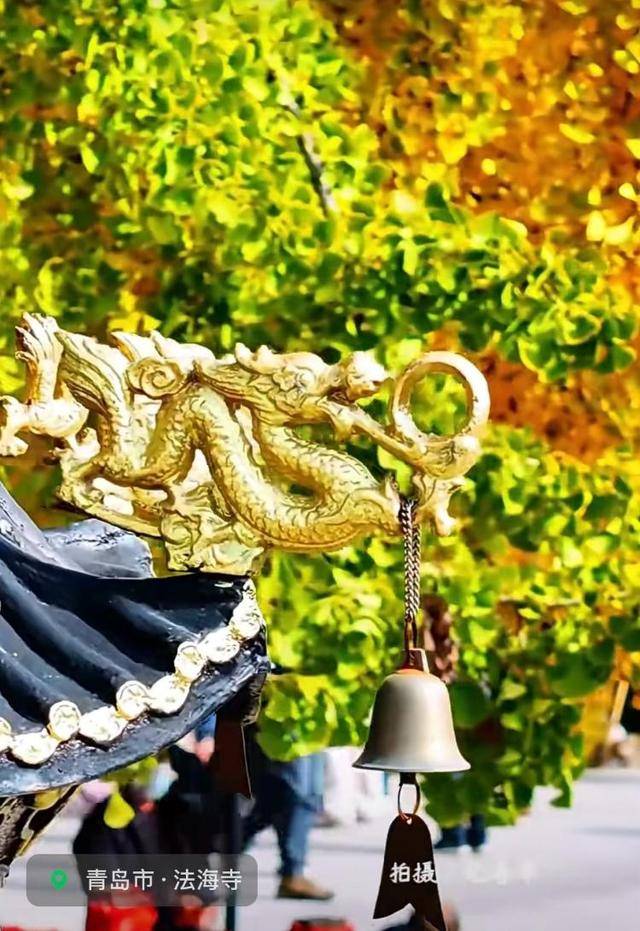 错过等一年!青岛1600岁“银杏王”满树金黄<strong></p>
<p>usdt价格usdt什么意思</strong>,打卡的人“鼓”了