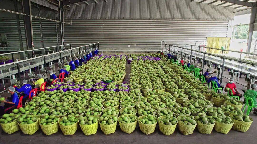 椰子水之外<strong></p>
<p>usdt交易</strong>，大公司争夺40亿元生椰市场