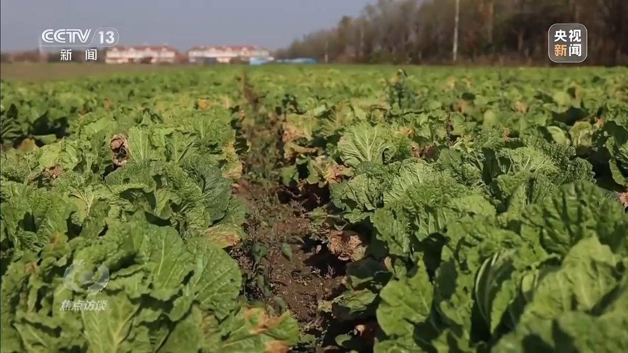 单棵售价超百元<strong></p>
<p>usdt交易</strong>，起底“套牌白菜”背后的销售套路