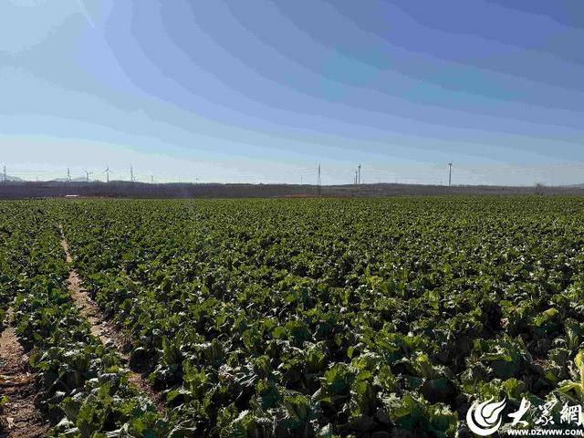 山东青岛：全国首批“板蓝根白菜”喜获丰收<strong></p>
<p>usdt支付</strong>，正式上市！首批10万棵已被上海采购商“包圆”