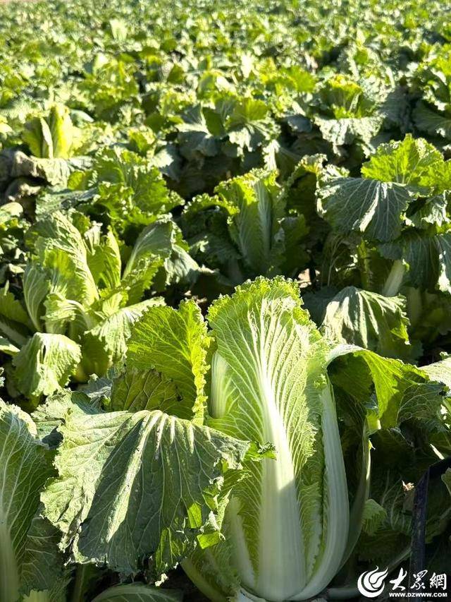 山东青岛：全国首批“板蓝根白菜”喜获丰收<strong></p>
<p>usdt支付</strong>，正式上市！首批10万棵已被上海采购商“包圆”