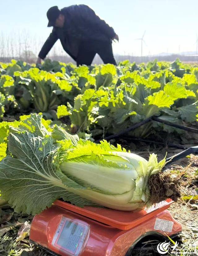 山东青岛：全国首批“板蓝根白菜”喜获丰收<strong></p>
<p>usdt支付</strong>，正式上市！首批10万棵已被上海采购商“包圆”