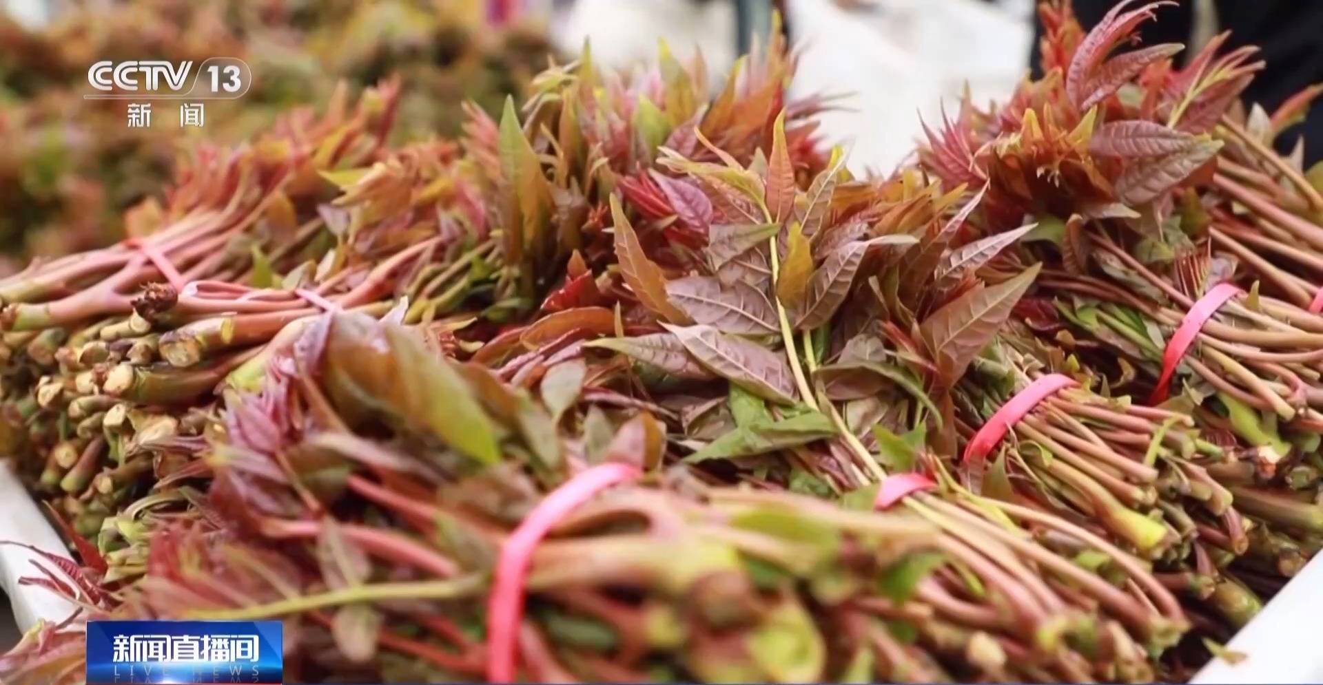 蒸、煎、拌、酿……一口鲜菜如何“锁”住春天<strong></p>
<p>比特儿是假平台吗</strong>?